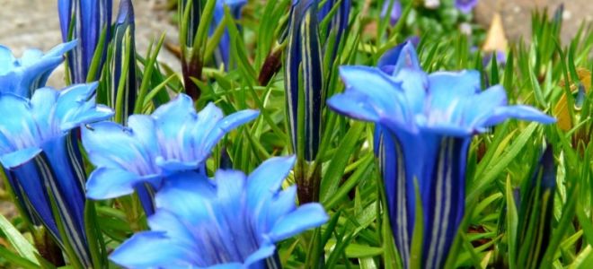 Как посадить горечавку в саду и обеспечить правильный уход