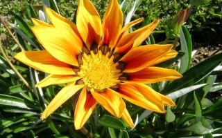 Газания посадка и уход в открытом грунте