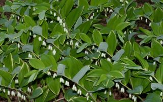 Купена в тенистом саду. Посадка и уход