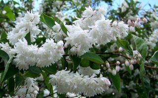 Как посадить и как ухаживать за красавицей дейцией в вашем саду