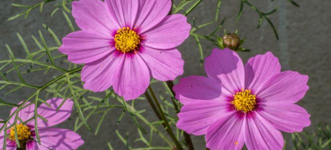 Космея: посадка и уход в открытом грунте