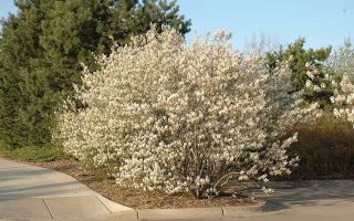 Ирга. Посадка и уход. Применение в ландшафтном дизайне