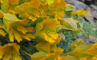 Настурция. Выращивание  в вашем саду