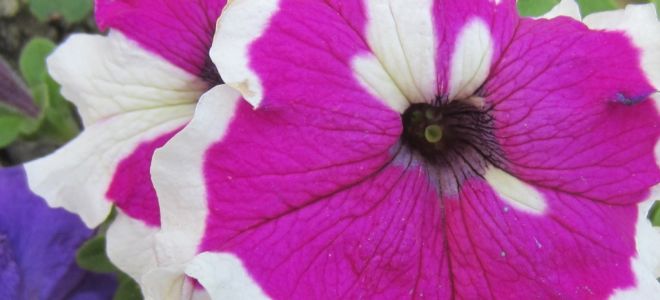 Петуния. Посадка и уход в вашем саду
