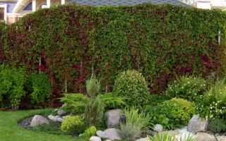 Как самому создать живую изгородь