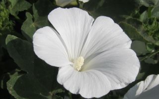 Лаватера. Посадка и уход в вашем саду