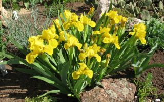 Сорта ирисов популярных в ландшафтном дизайне. Фото