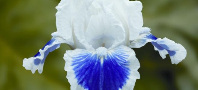 Ирисы: уход осенью и подготовка к зиме