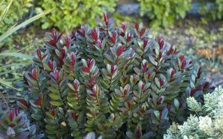 Вечнозеленые кустарники – украшение приусадебного участка