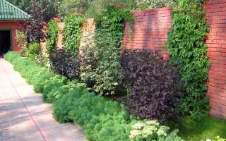 Вертикальное озеленение с использованием лиан