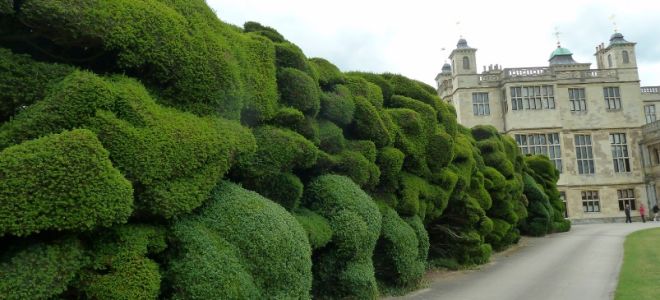 Живые изгороди на садовом участке
