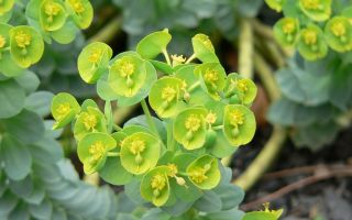 Неприхотливые виды молочая для выращивания в Средней полосе России