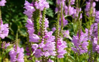 Физостегия – лучший выбор для сада выходного дня