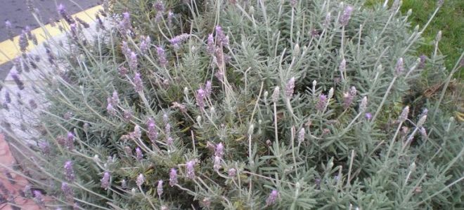 Лаванда узколистная