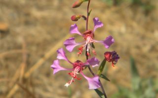 Кларкия. Посадите красавицу в вашем саду