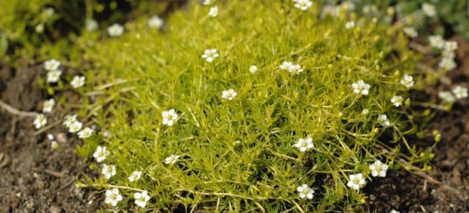 Мшанка шиловидная. Посадка, уход, размножение