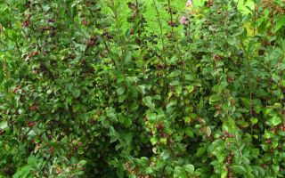 Кизильник блестящий в вашем саду. Посадка, уход, размножение