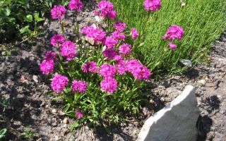 Лихнис посадка и уход