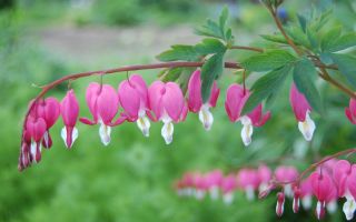 Дицентра: посадка и уход в открытом грунте