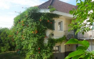 Кампсис. Привет из южных краёв