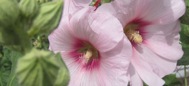 Мальва многолетняя. Посадка, уход, размножение