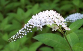 Вербейник посадка и уход фото