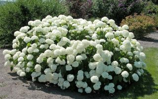 Уход за гортензией в осенний период и подготовка к зиме