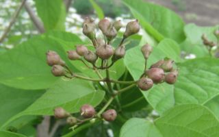 Гостья из Северной Америки – катальпа. Как сажать и ухаживать в Помосковье