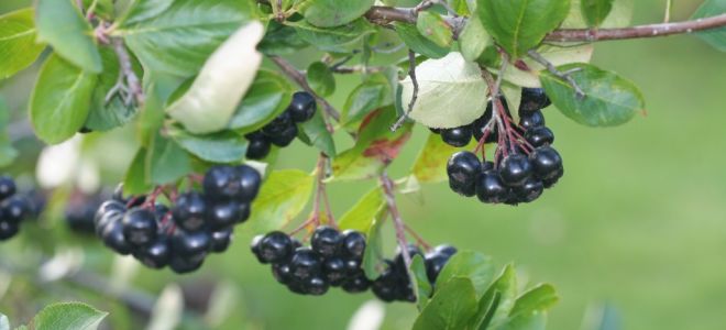 И красивая, и полезная, и вкусная