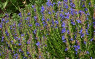 Иссоп. Посадка и уход в открытом грунте