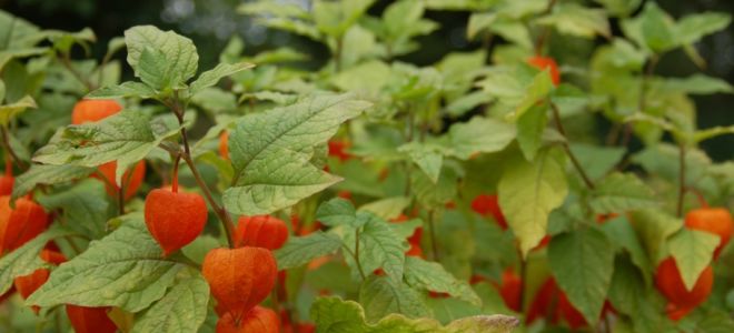 Физалис – хрупкая красота с вкусным сюрпризом