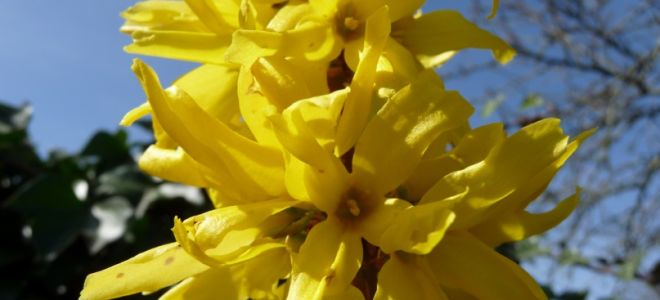 Форзиция: посадка и уход в открытом грунте