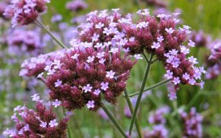 Вербена: выращивание и уход