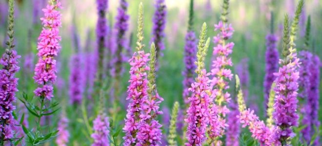 Дербенник или плакун – трава. Как вырастить на дачном участке