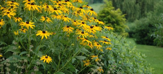 Рудбекия многолетняя: посадка и уход