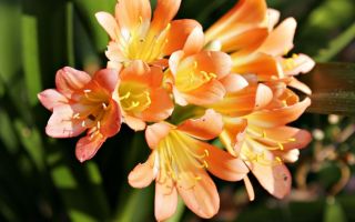 Фрезия – ароматное украшение вашего сада