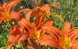 Лилейники: посадка и уход в открытом грунте