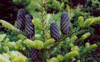 Пихта корейская. Посадка и уход за растением