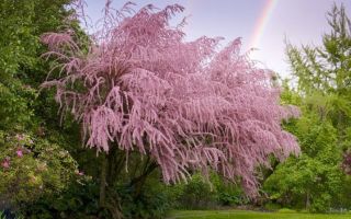 Тамарикс – кружевное чудо в саду. Посадка, уход, размножение