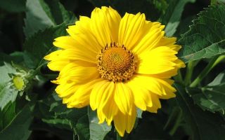 Красавец гелиопсис в вашем саду. Посадка, уход, размножение