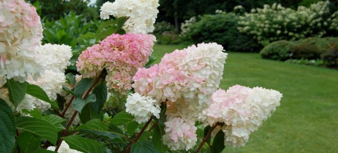 Осенняя посадка гортензии в открытый грунт