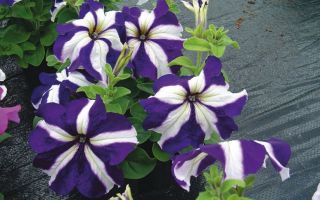 Петуния. Выращивание из семян в домашних условиях