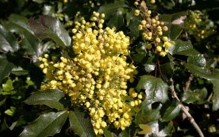 Магония падуболистная. Посадка, уход, размножение