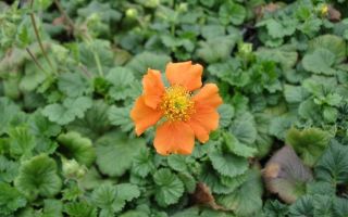 Гравилат. Посадка, уход, размножение