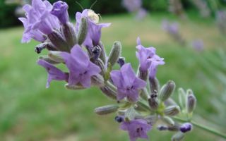 Лаванда: посадка и уход в открытом грунте