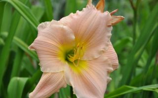 Фото и описание популярных сортов лилейника