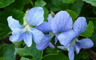 Фиалки. Посадка и уход в домашнем саду