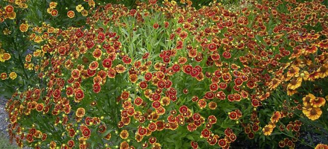 Гелениум – яркое солнышко в вашем саду