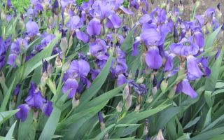 Ирисы. Посадка в открытый грунт, уход, размножение