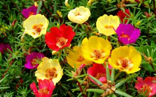 Портулак – цветущий ковёр на вашей клумбе